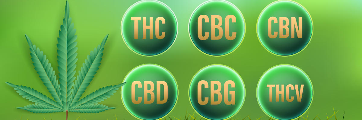 Cannabinoider - en översikt: CBD, THC, CBC, CBN, CBG, THCV